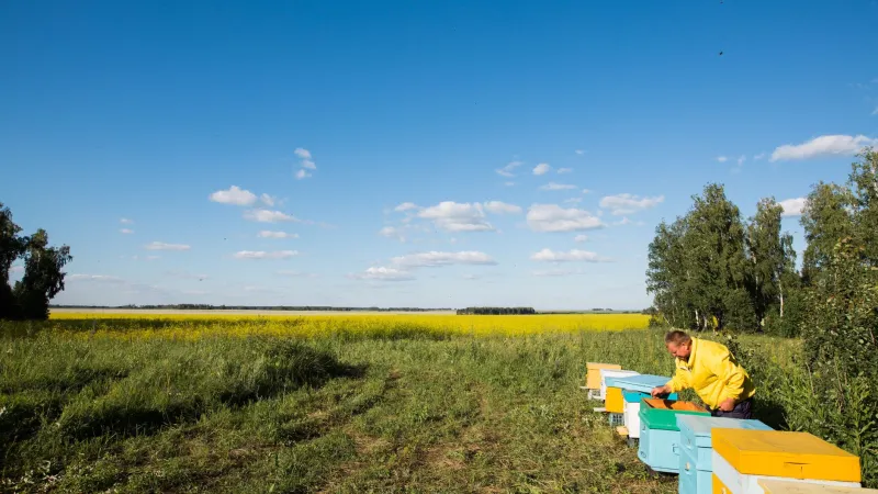 The Farmhand Who Cracked the Bee Crisis That Stumped the Scientists