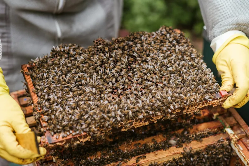 The Hive Mind Discovery: How a Backyard Beekeeper Cracked Nature's Most Elusive Antibiotic